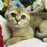 ブリティッシュショートヘア