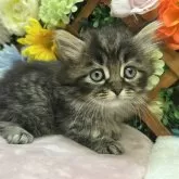 ミヌエット(短足)