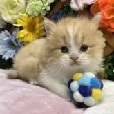 スコティッシュストレート