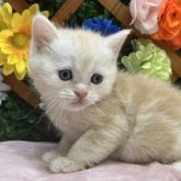 スコティッシュストレート