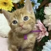 アメリカンショートヘア