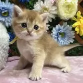 ブリティッシュショートヘア