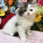 スコティッシュストレート