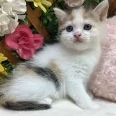 スコティッシュストレート
