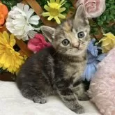 アメリカンショートヘア