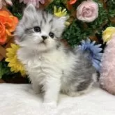 スコティッシュストレート【長野県・女の子・2025年4月2日・シルバータビー&ホワイト】の写真9