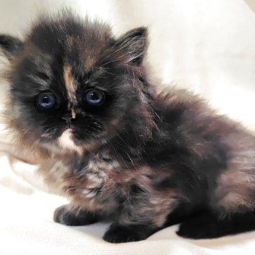 ミヌエット(長足)【東京都・女の子・2026年2月7日・トーティ（長毛）】の写真「個性的が魅力！トーティーの女の子⭐️」