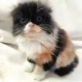 スコティッシュフォールド(折れ耳)