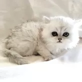 ミヌエット(長足)【東京都・男の子・2026年1月24日・チンチラシルバー】の写真2「モフモフ感が可愛すぎます」