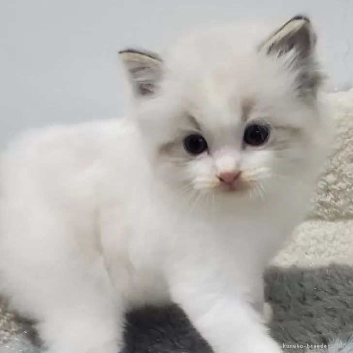 ラグドール【愛知県・男の子・2025年11月1日・シールリンクスポイントバイカラー】の写真1
