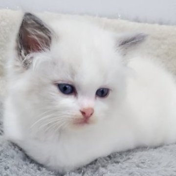 ラグドール【愛知県・男の子・2025年10月7日・ブルーポイントバイカラー（ゴージャスロング）】の写真「ふわふわのシルキーな毛並みがとってもキレイな男の子」