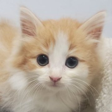 ノルウェージャンフォレストキャット【愛知県・男の子・2025年8月28日・レッドタビー&ホワイト（ゴージャスロングコート）】の写真「お顔がとっても甘いルックスで美男子！」