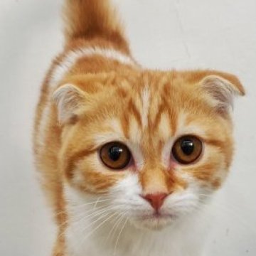 スコティッシュフォールド(折れ耳)【愛知県・男の子・2025年8月1日・レッドタビーホワイト】の写真「超甘えん坊、まんまるで愛らしいお顔が魅力的！」