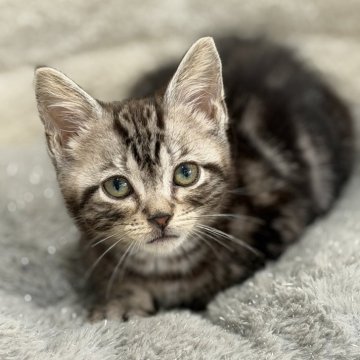 アメリカンショートヘア【愛知県・男の子・2025年10月8日・シルバー（輝くシルバー）】の写真「人懐こくて甘えん坊タイプ」