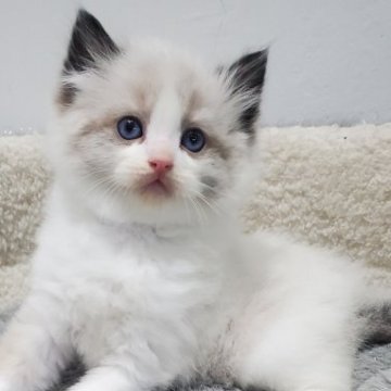 ラグドール【愛知県・男の子・2025年11月1日・シールポイントバイカラー（ふわふわロング）】の写真「とてもおとなしい人懐っこい子猫」