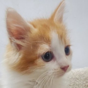 ノルウェージャンフォレストキャット【愛知県・男の子・2025年8月28日・レッドタビー&ホワイト（ゴージャスロングコート）】の写真「好奇心旺盛な遊び好きな人懐っこい仔猫！」