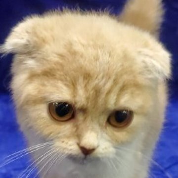 スコティッシュフォールド(折れ耳)【愛知県・男の子・2025年7月20日・クリームタビー&ホワイト(ふわふわの毛並み)】の写真「とても甘えんぼさんで、トコトコついてくる小さな仔猫」