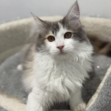 サイベリアン【愛知県・女の子・2025年9月10日・ブルーパッチドタビーホワイト（ゴージャスロング）】の写真「ふわふわの長毛が魅力的なサイベリアン」