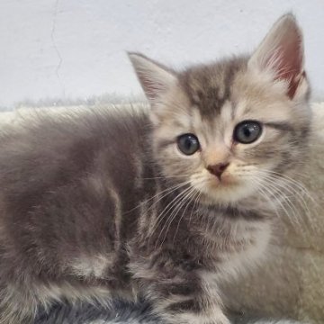 スコティッシュフォールド(立ち耳)【愛知県・女の子・2025年9月8日・ブルータビー&ホワイト（ふわふわショート）】の写真「とても人懐っこい可愛い仔猫」