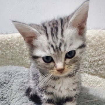 アメリカンショートヘア【愛知県・女の子・2025年10月7日・シルバーダビー】の写真「とても甘えん坊な可愛い元気な女の子！」