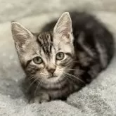 アメリカンショートヘア