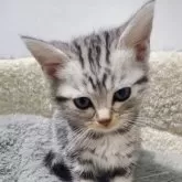 アメリカンショートヘア