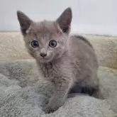 ロシアンブルー