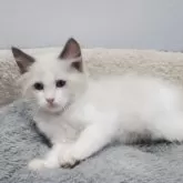 ラグドール【愛知県・男の子・2025年8月27日・シールポイントバイカラー】の写真2