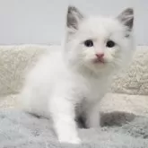 ラグドール【愛知県・男の子・2025年10月20日・ブルーポイントバイカラー】の写真3