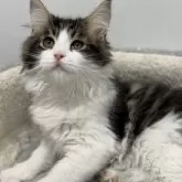 サイベリアン【愛知県・男の子・2025年9月10日・ブラウンタビーホワイト】の写真3