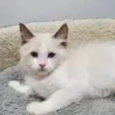 ラグドール【愛知県・男の子・2025年8月27日・シールポイントバイカラー】の写真4