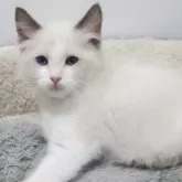 ラグドール【愛知県・男の子・2025年8月27日・シールポイントバイカラー】の写真5