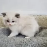 ラグドール【愛知県・女の子・2026年1月8日・ブルーポイントバイカラー】の写真5