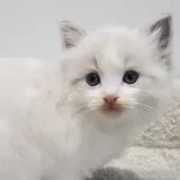 ラグドール【愛知県・男の子・2025年11月1日・シールリンクスポイントバイカラー】の写真5