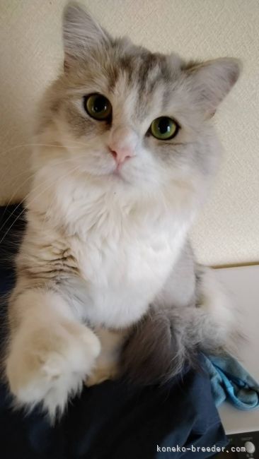 栩内敏子ブリーダー