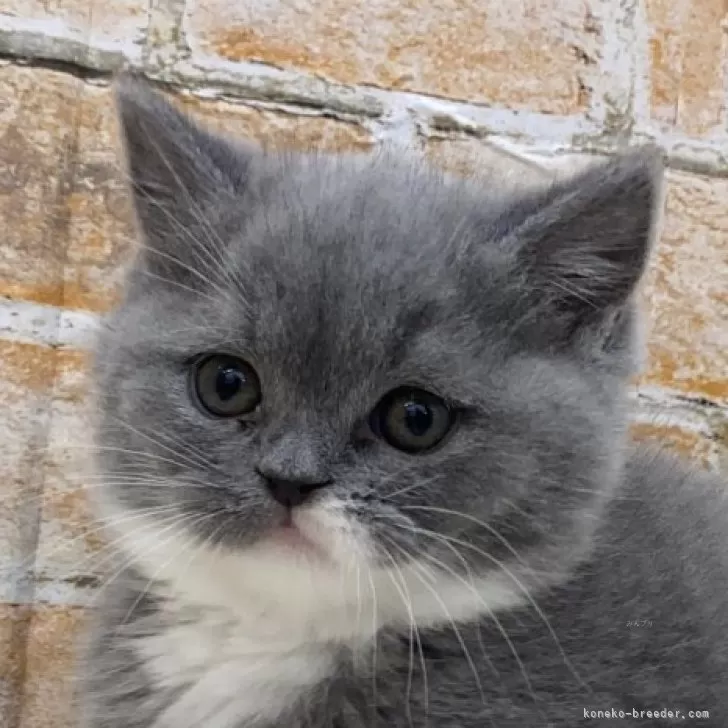 ID：2412-02491の子猫