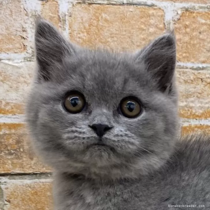 ID:2501-00504の子猫