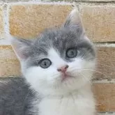 ブリティッシュショートヘア