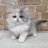 ブリロング×エキゾ【兵庫県・女の子・2025年12月5日・ダイリュートキャリコ】の写真6「もふもふ感が堪りません🫠」