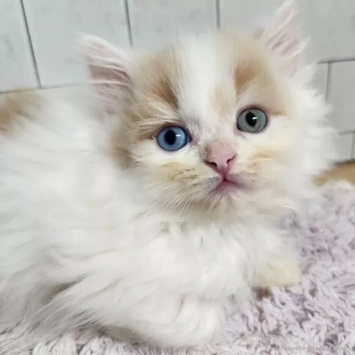 ID：2410-01873の子猫
