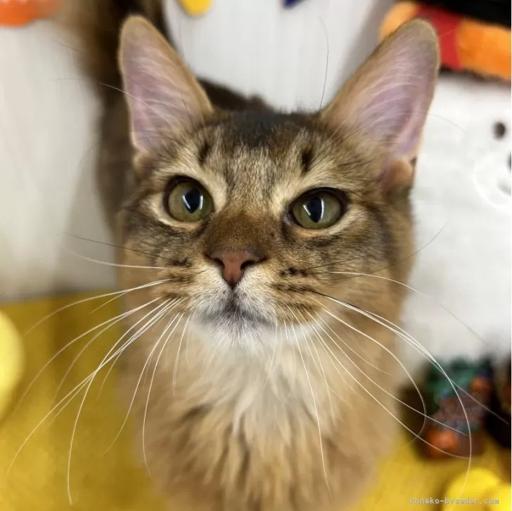 ID：2410-02575の子猫