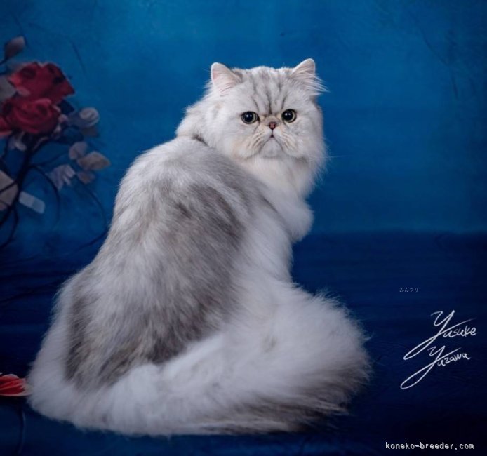 ペルシャ【・男の子・2024年7月18日・チンチラシルバー】