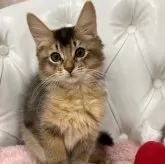 ソマリ