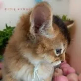 ソマリ【北海道・女の子・2023年2月3日・ルディ】の写真3