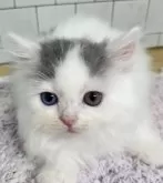 サイベリアン【北海道・女の子・2024年8月19日・ブルー&ホワイト】の写真4