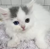 サイベリアン【北海道・女の子・2024年8月19日・ブルー&ホワイト】の写真5