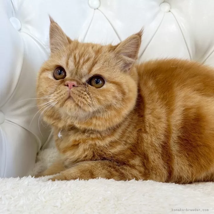 ID:2502-01525の子猫