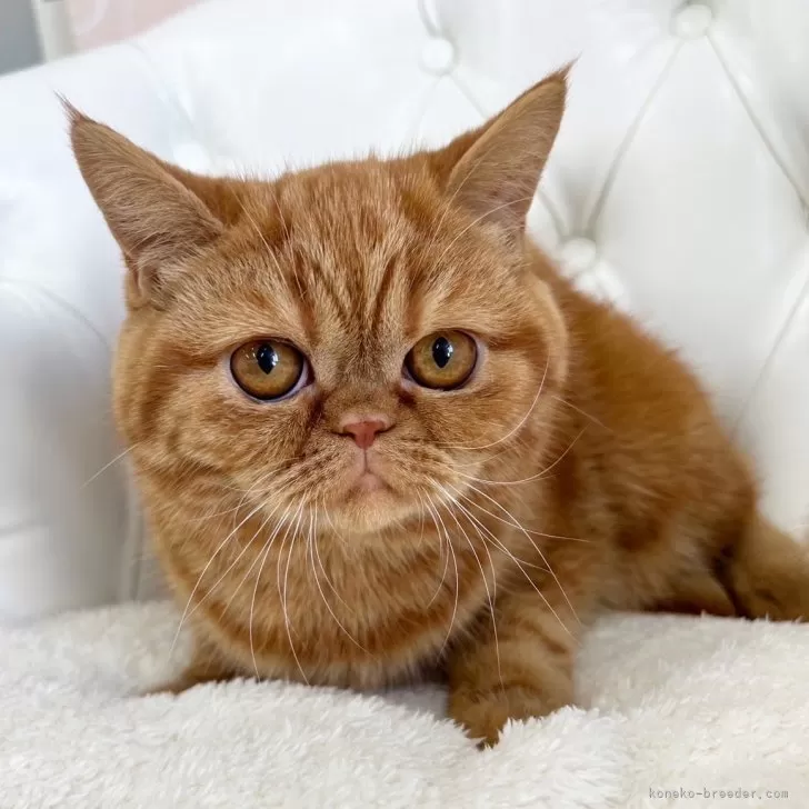 ID:2502-01524の子猫