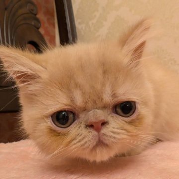 エキゾチックショートヘア【北海道・男の子・2024年9月24日・クリームタビー】の写真「人懐っこい良い子ちゃん☆」