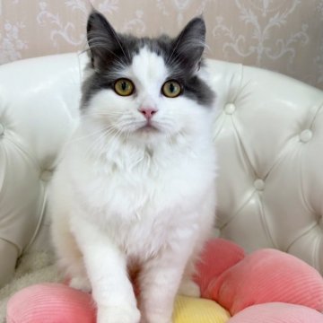 サイベリアン【北海道・男の子・2024年8月19日・ブルー&ホワイト】の写真「マイペースな男の子☆」